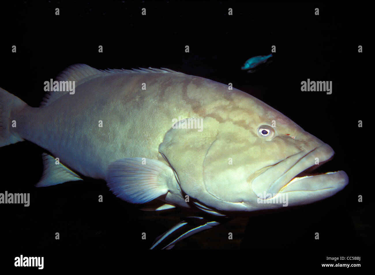 Golfo di cernia, Mycteroperca jordani, captive Foto Stock