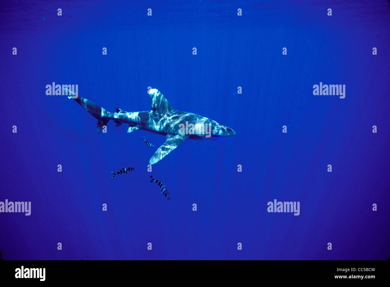 Lo squalo longimano, Carcharhinus longimanus, con pesce pilota, Nucrates medico, Hawaii, Oceano Pacifico Foto Stock