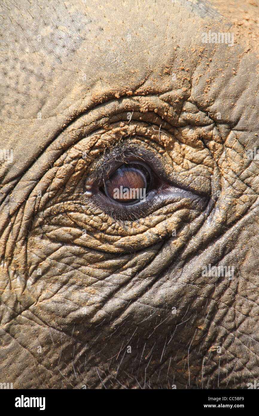 Close up di elefante indiano occhio, Pinnawala, Sri Lanka Foto Stock