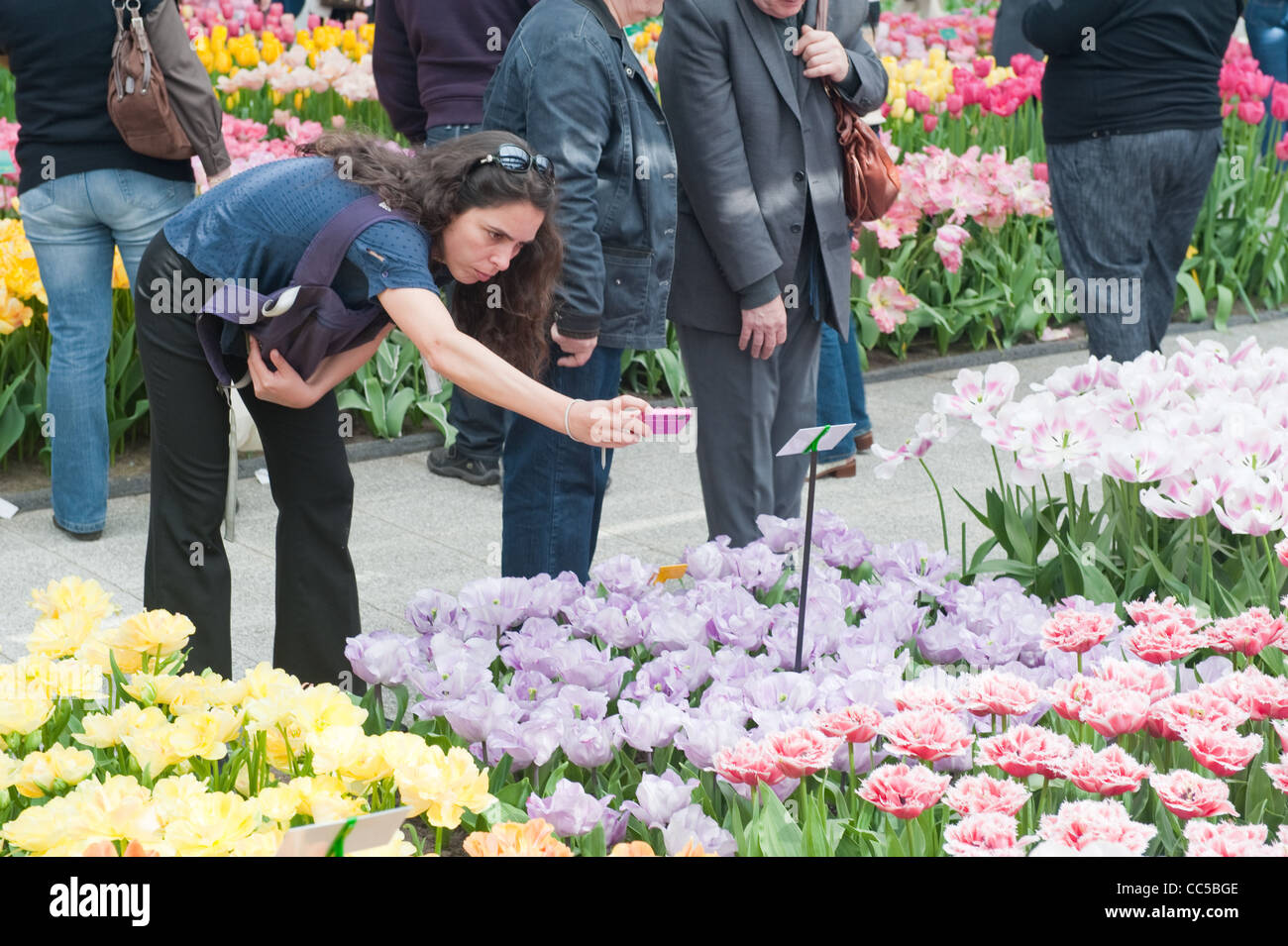 Donna Fotografa aiuole di fiori a giardini Keukenhof Foto Stock