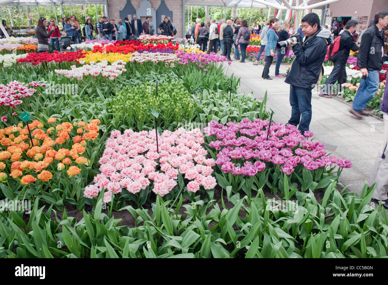 Tourist fotografare aiuole di fiori a giardini Keukenhof Foto Stock