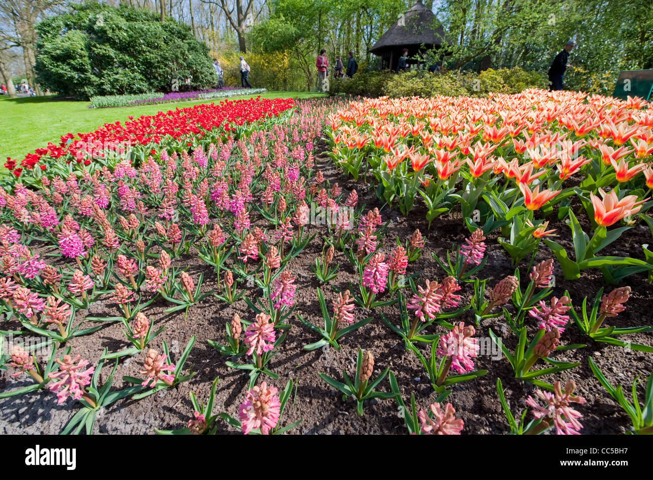 Multi-colore di aiuole di fiori a giardini Keukenhof Foto Stock