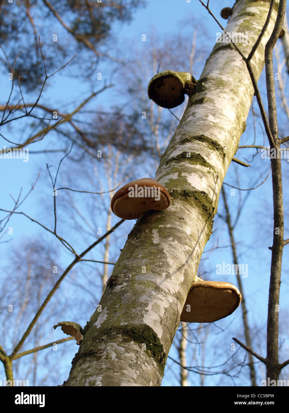 Birch polypore, staffa di betulla, rasoio strop / Piptoporus betulinus / Birkenporling Foto Stock