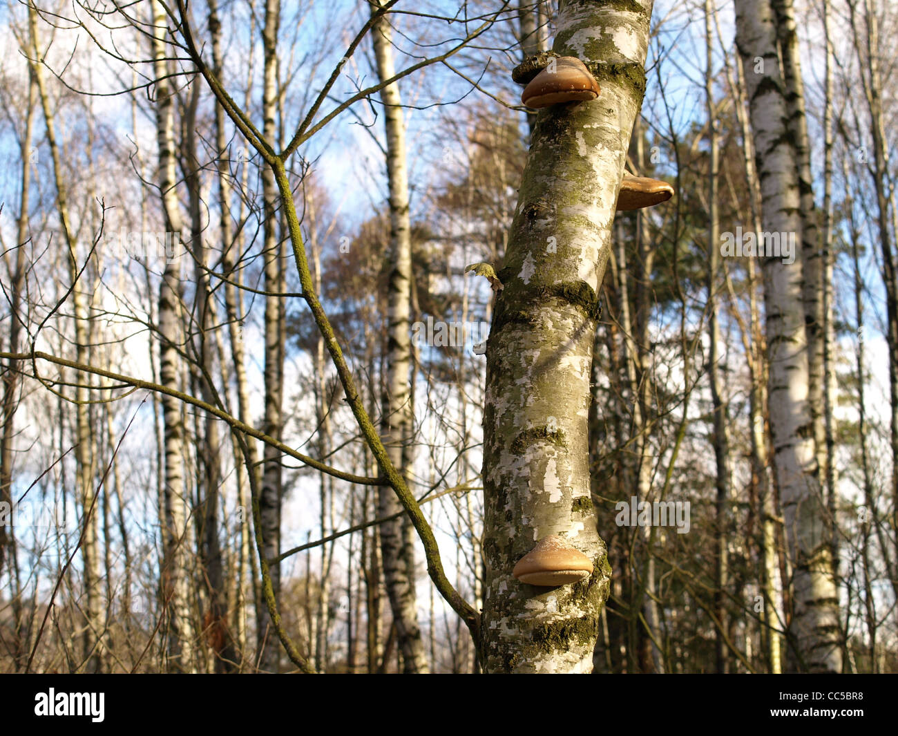 Birch polypore, staffa di betulla, rasoio strop / Piptoporus betulinus / Birkenporling Foto Stock
