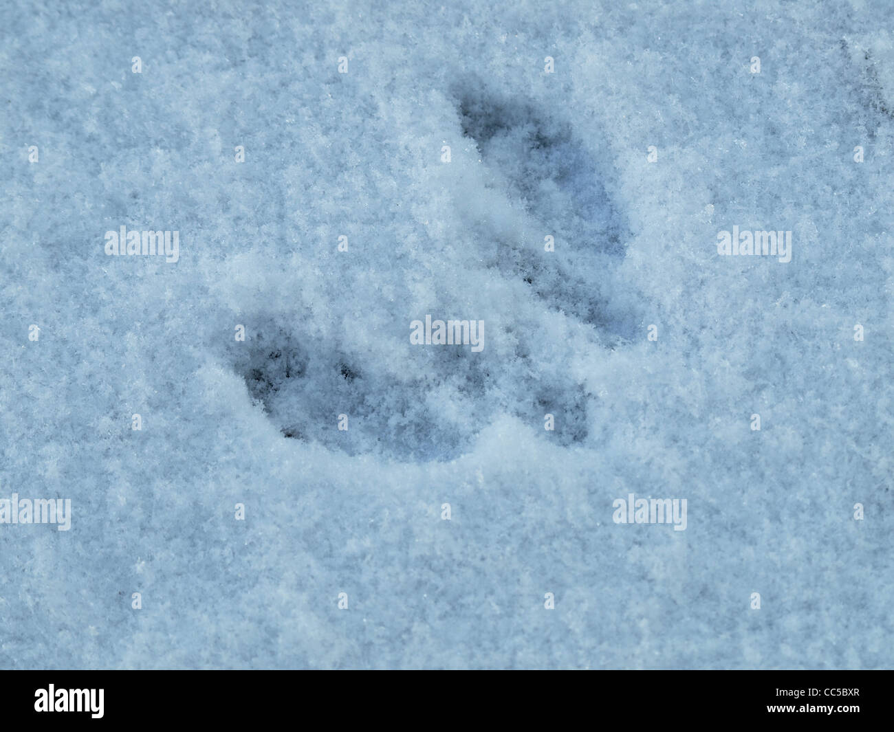 La via di uno scoiattolo nella neve / Eichhörnchenspur im Schnee Foto Stock