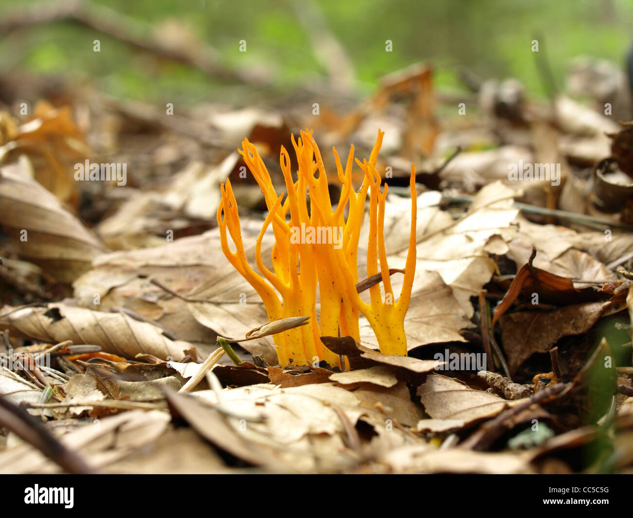 Stagshorn giallo / Giallo Stag's-horn / Calocera viscosa / Klebriger Hörnling Foto Stock