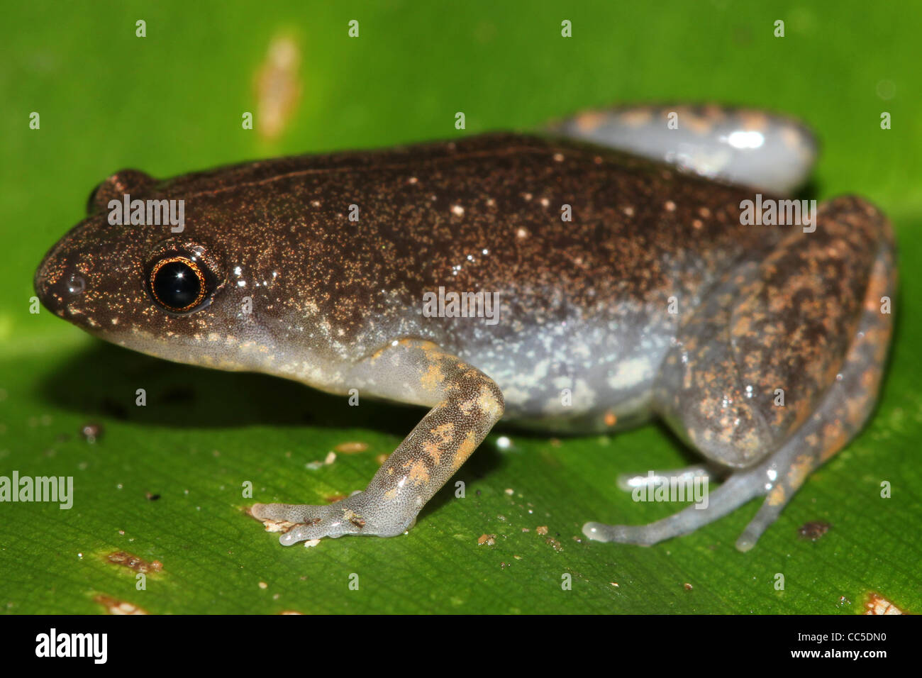 Un simpatico ed estremamente piccola rana di pecora (Chiasmocleis ventrimaculata) nell'Amazzonia peruviana Foto Stock