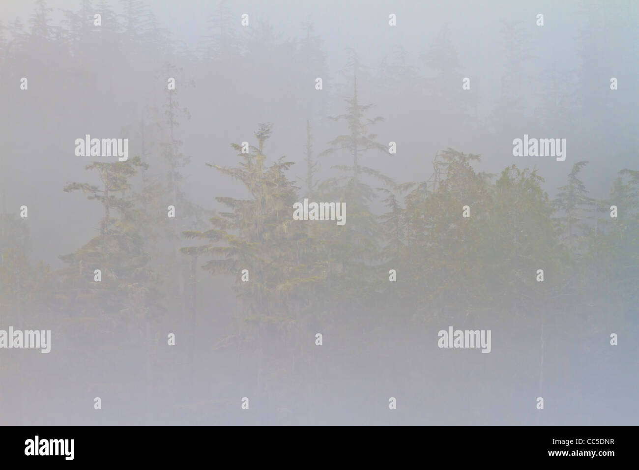 La nebbia lungo la costa del grande orso costa della foresta pluviale in British Columbia, Canada. Foto Stock