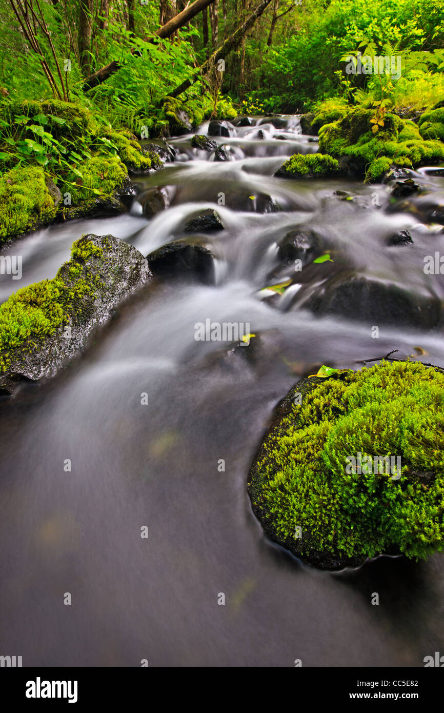 Daniels creek nella regione a nord di Isola di Vancouver, British Columbia, Canada. lunga esposizione acqua fluente fotografia. Foto Stock