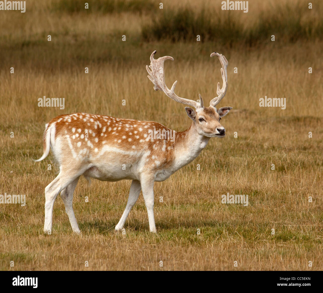 Daini (Dama Dama) stag, Glenfield Lodge Park, Leicestershire, England, Regno Unito Foto Stock