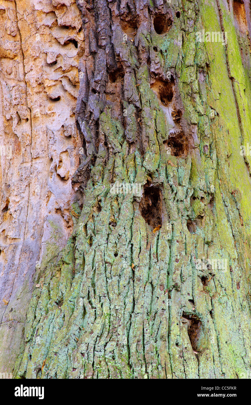 Infestati quercia distrutto da legno peckers Foto Stock