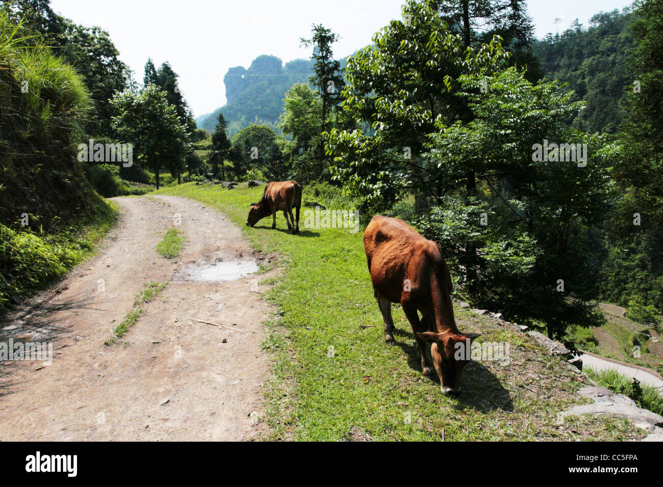 Libera bestiame al pascolo, Yongjia, Wenzhou, Zhejiang , Cina Foto Stock