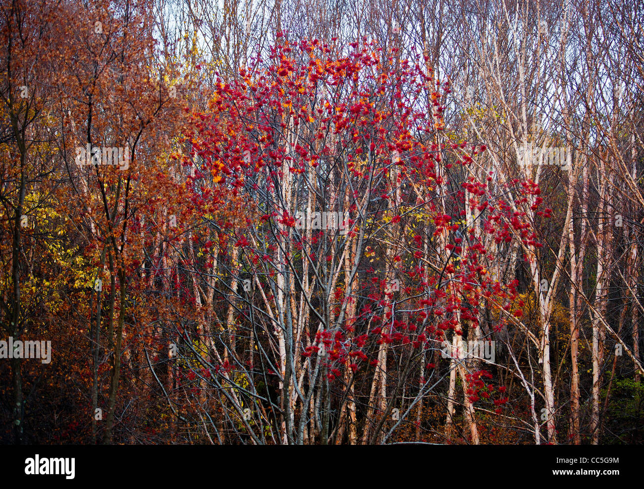 Caduta foglie, Wuling Mountain, Pechino, Cina Foto Stock