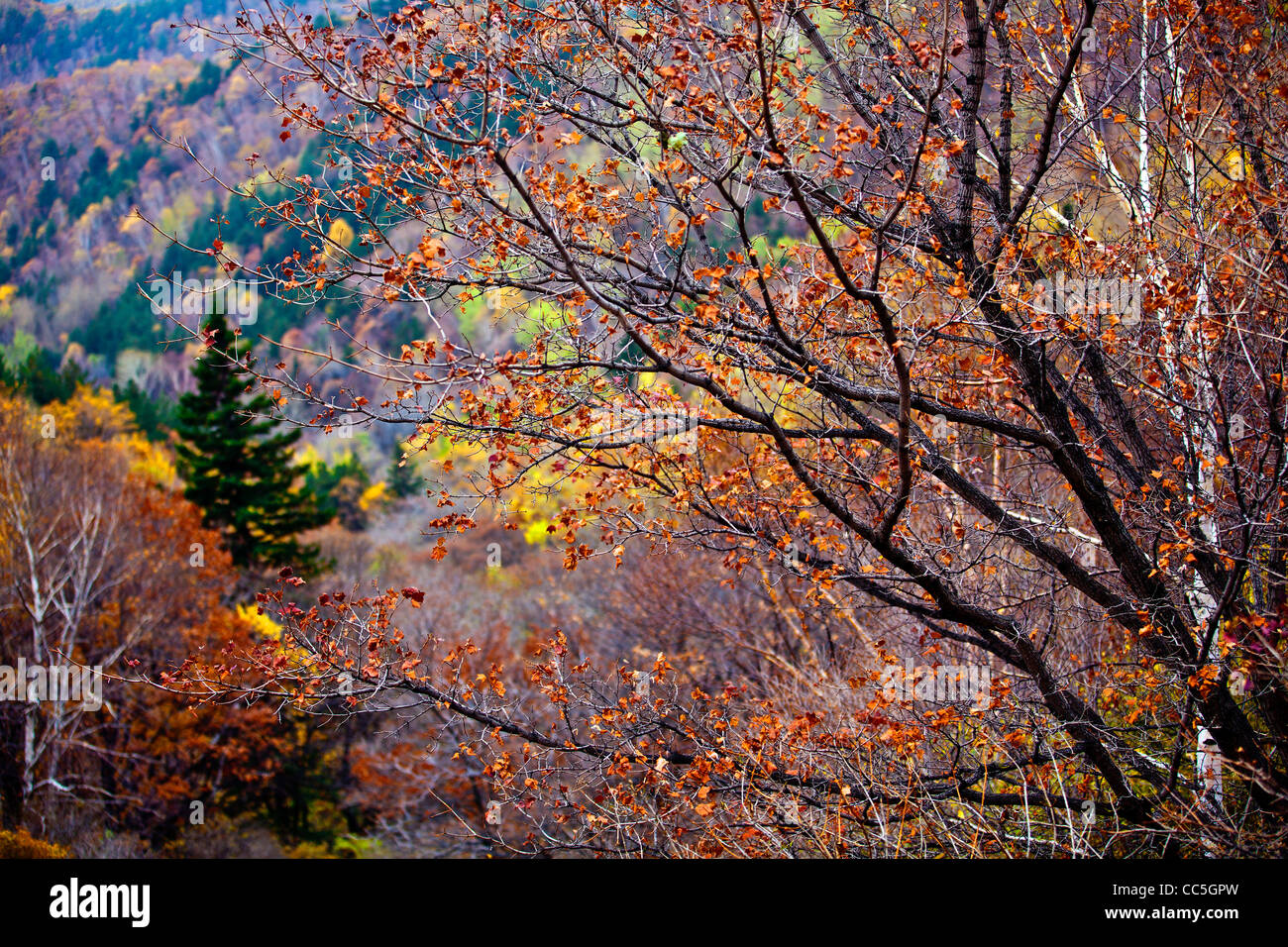 Caduta foglie, Wuling Mountain, Pechino, Cina Foto Stock