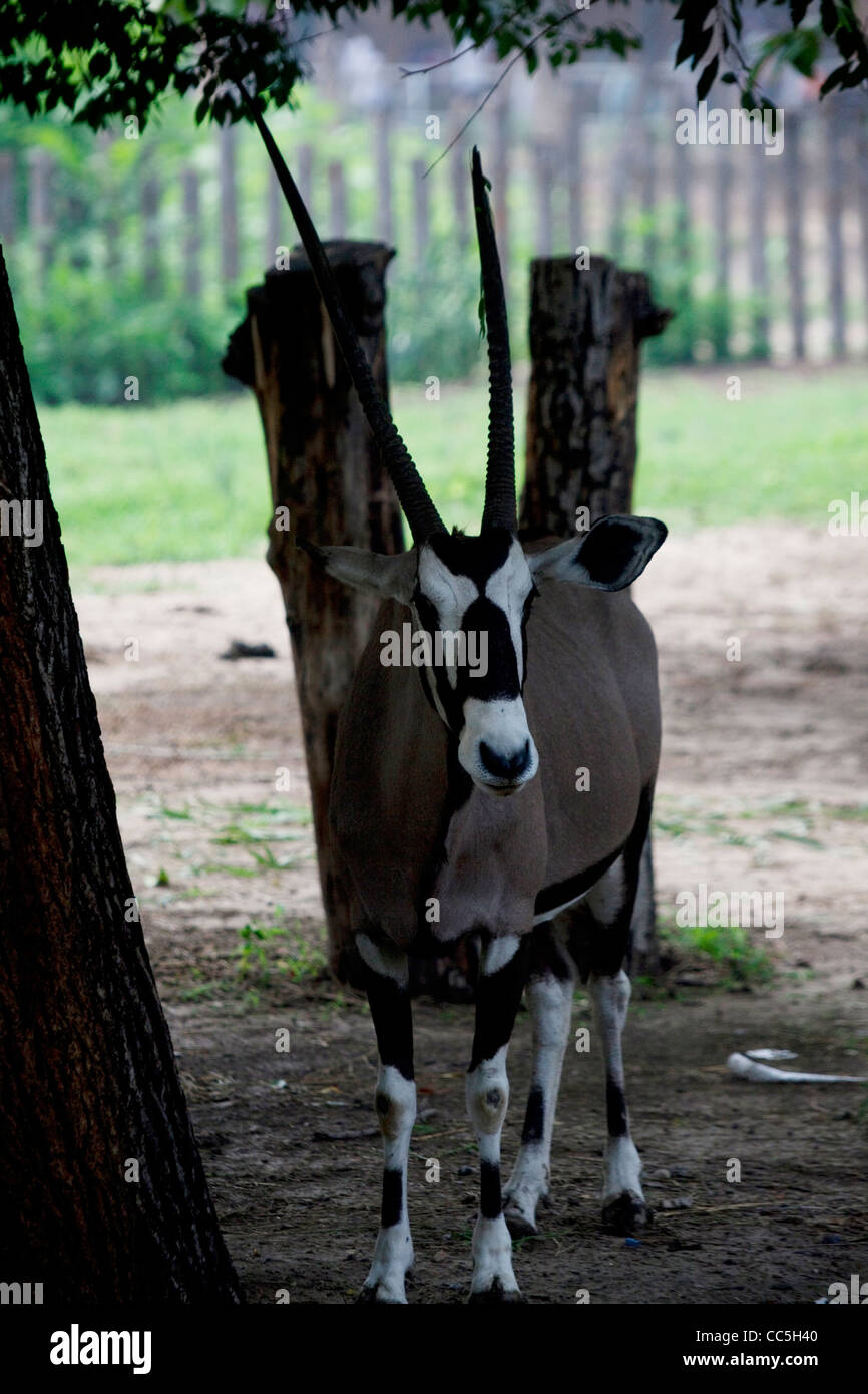 Antilope tibetana, lo Zoo di Beijing, Cina Foto Stock