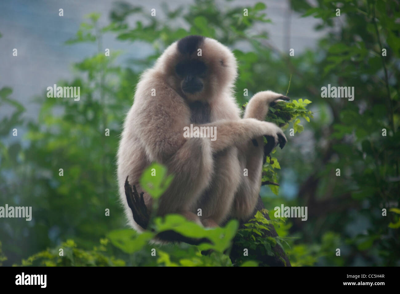 Rhinopithecus roxellanae, lo Zoo di Beijing, Cina Foto Stock