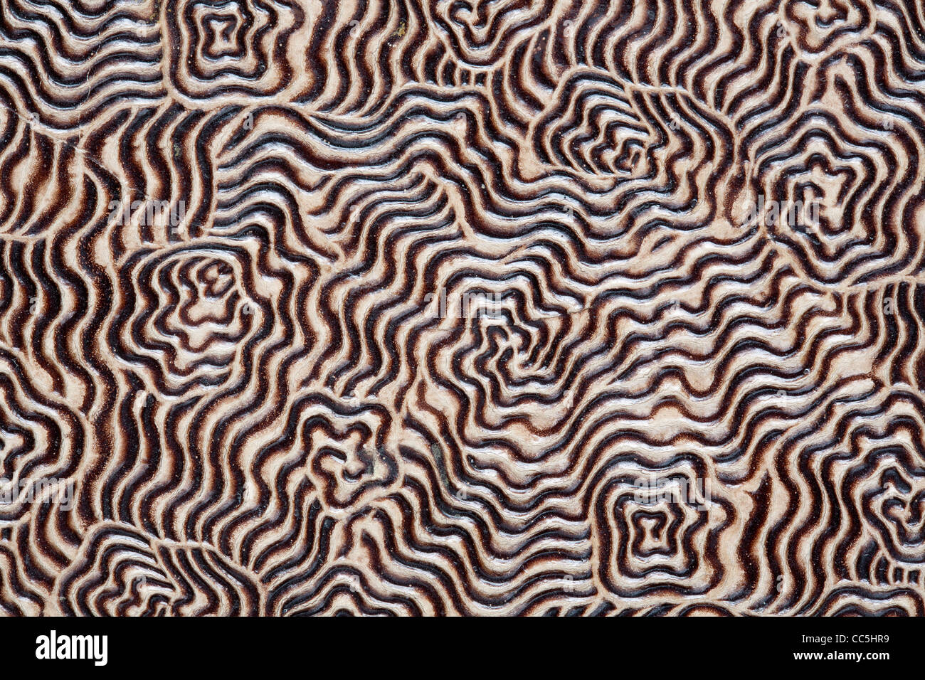 Vecchio libro la superficie del coperchio dettaglio Foto Stock