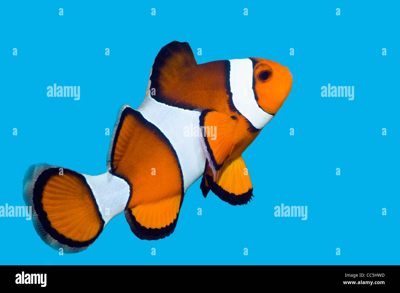 False clown anemonefish (Amphiprion ocellaris). Foto Stock
