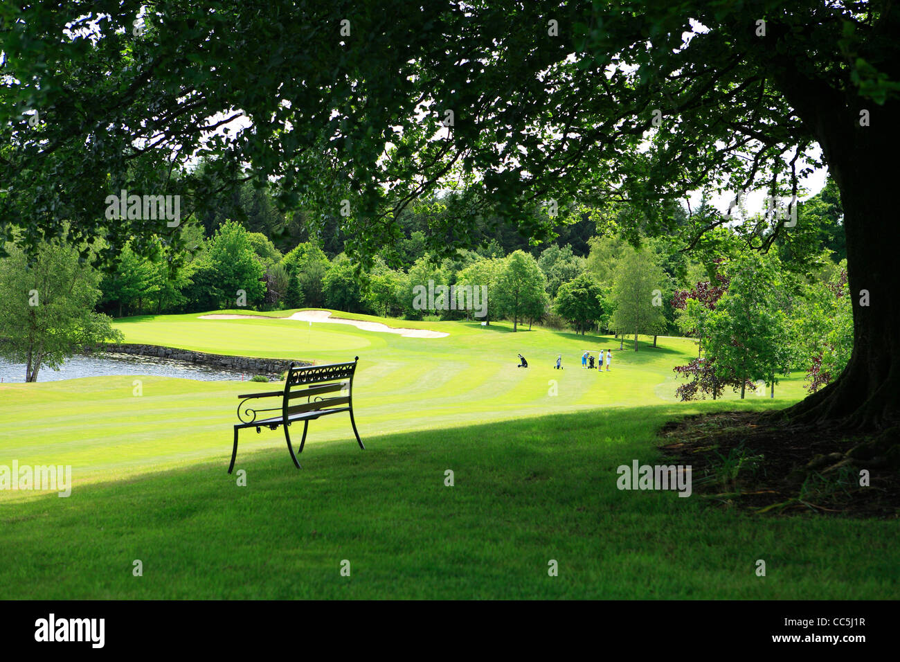 Una panchina nel parco sotto un grande albero sul campo da golf. L'Irlanda Foto Stock