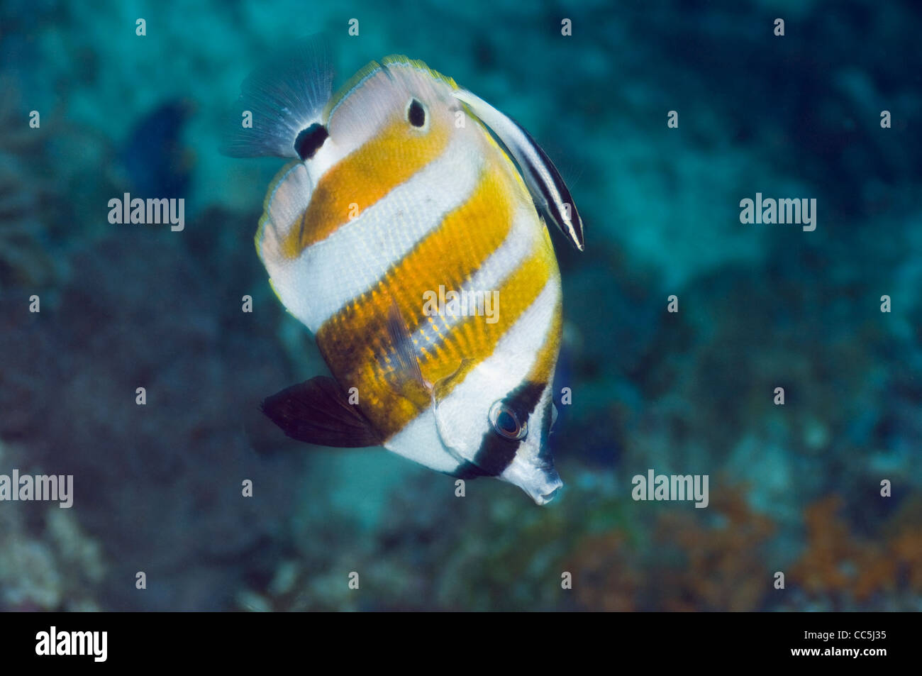Arancio-nastrare coralfish (Coradion chrysozonus) con un Bicolor wrasse Labroides (bicolore) Foto Stock