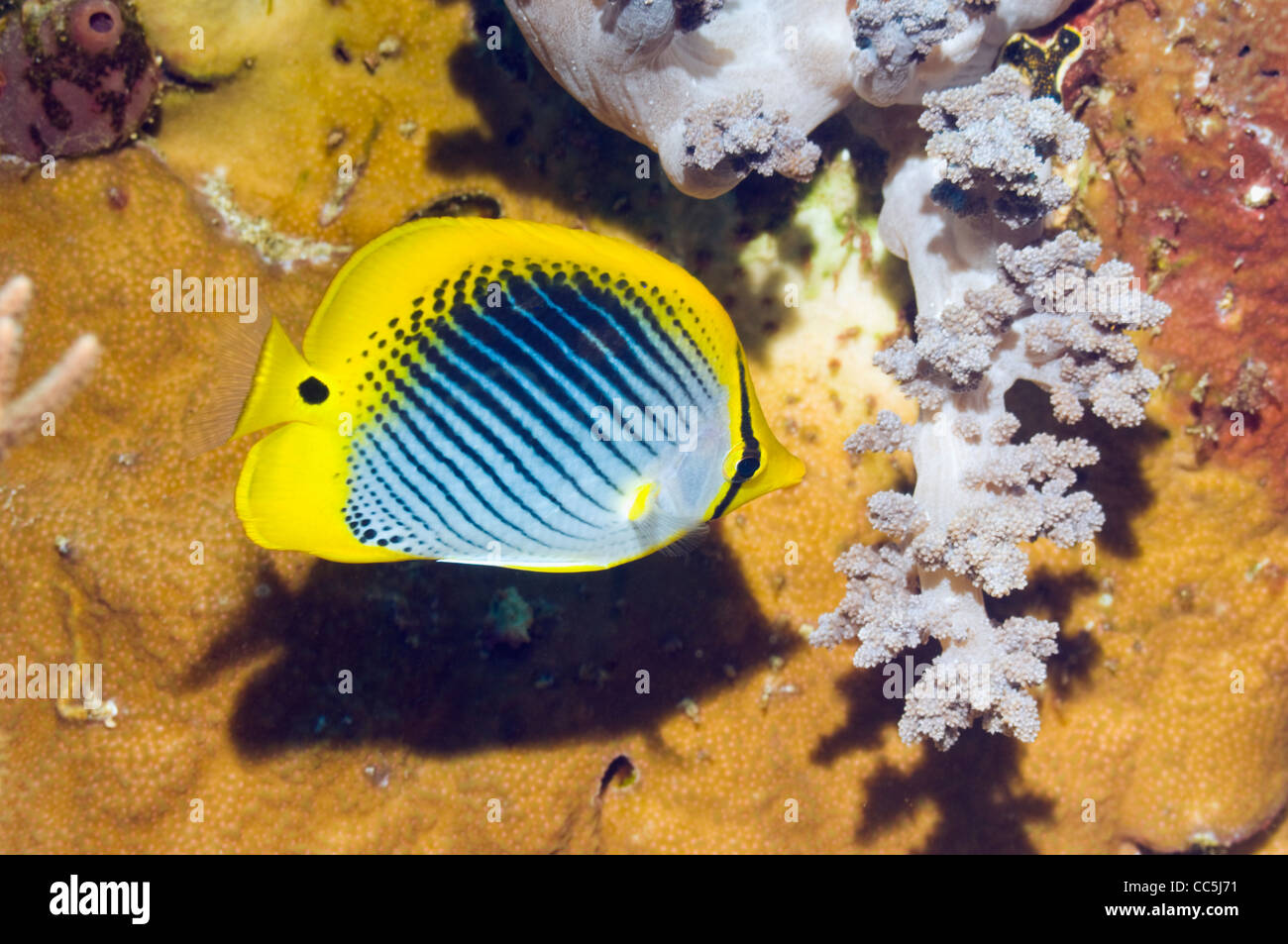Spot-tail butterlyfish (Chaetodon ocellicaudus) alimentazione su soft coral. Raja Ampat, Papua occidentale, in Indonesia. Foto Stock
