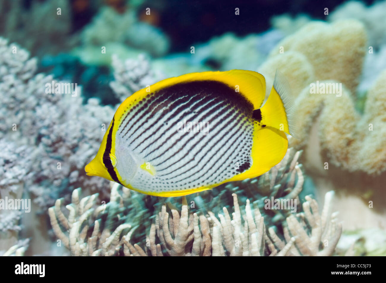 Blackbacked butterlyfish (Chaetodon melanotus) alimentazione su soft coral. Raja Ampat, Papua occidentale, in Indonesia. Foto Stock