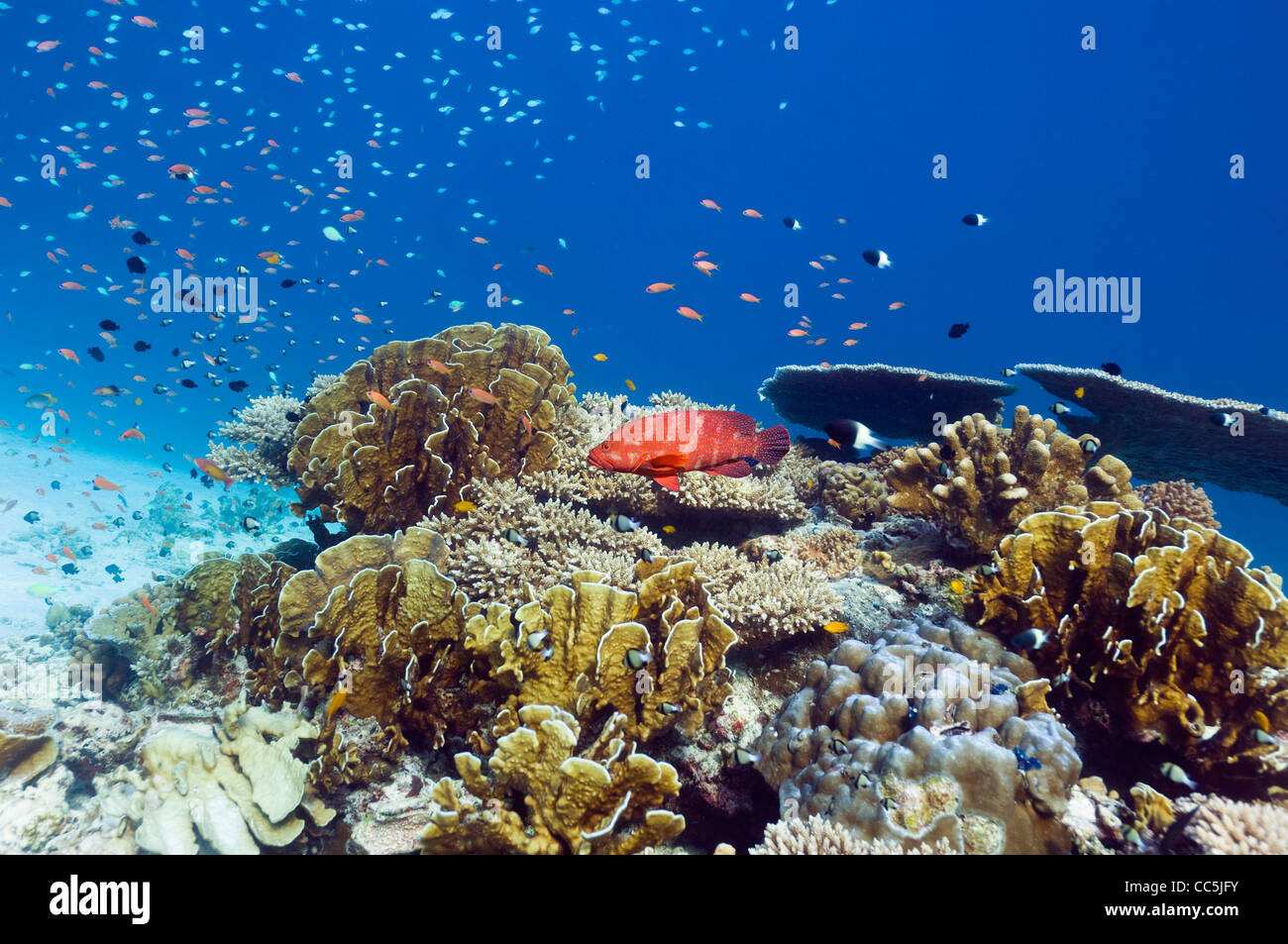 Coral reef paesaggi con corallo blu (Hiliopora coerulea) e Coral hind (Cephalopholis miniata). Mare delle Andamane, Thailandia. Foto Stock