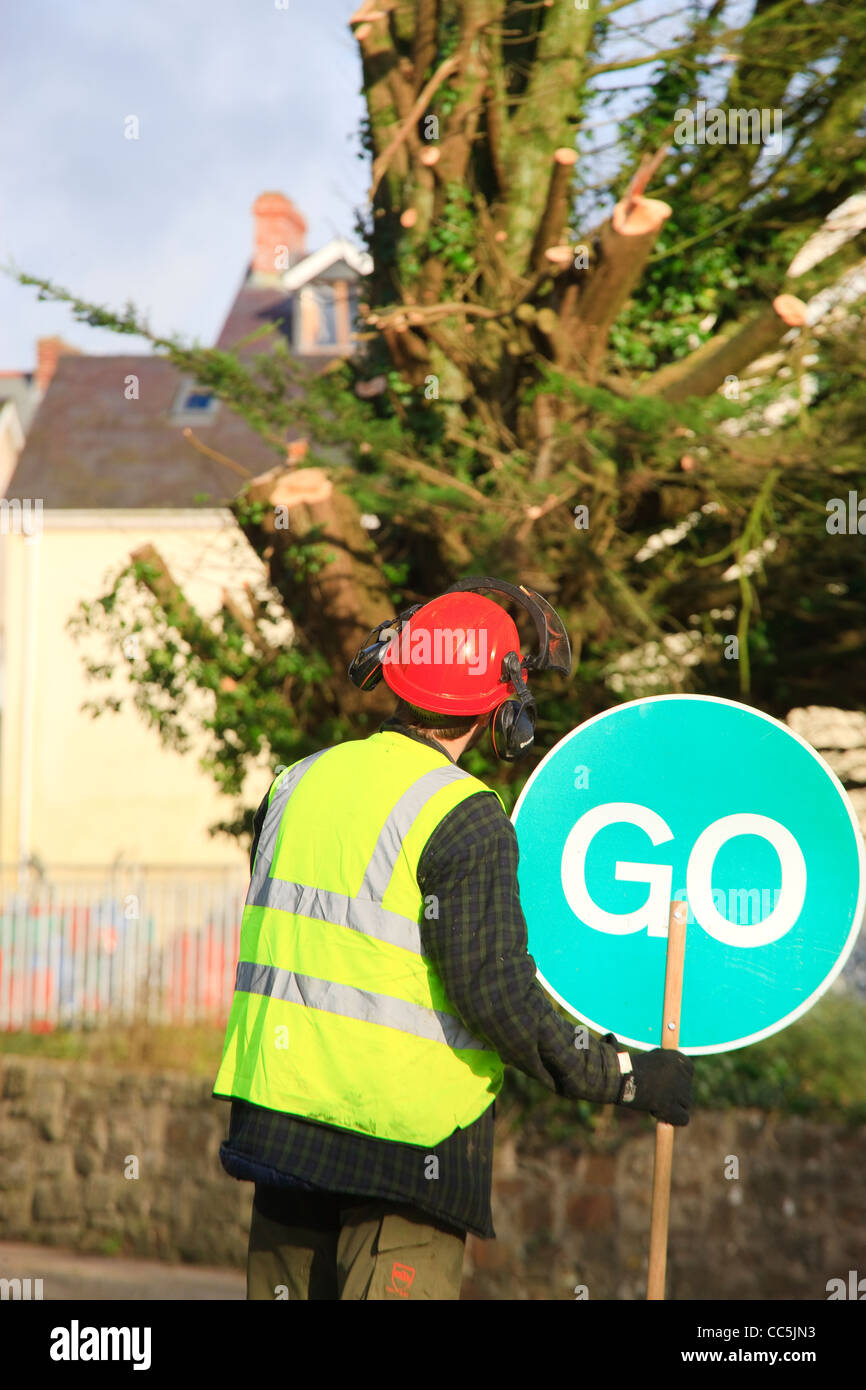 Tree chirurgo abbattimento in Saundersfoot Pembrokeshire Wales Foto Stock