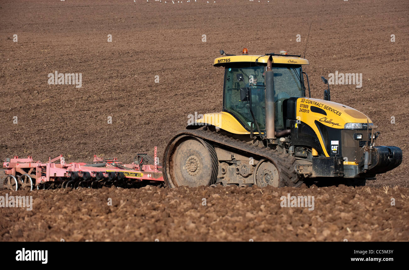 La coltivazione di seedbed usando un Caterpillar trattore cingolato Challenger. Foto Stock