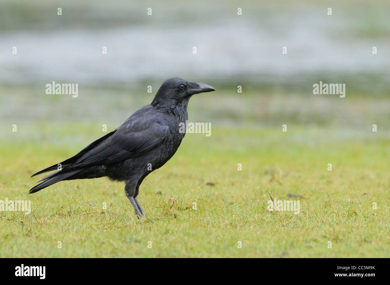 Forest Corvo imperiale Corvus tasmanicus fotografato in Tasmania, Australia Foto Stock