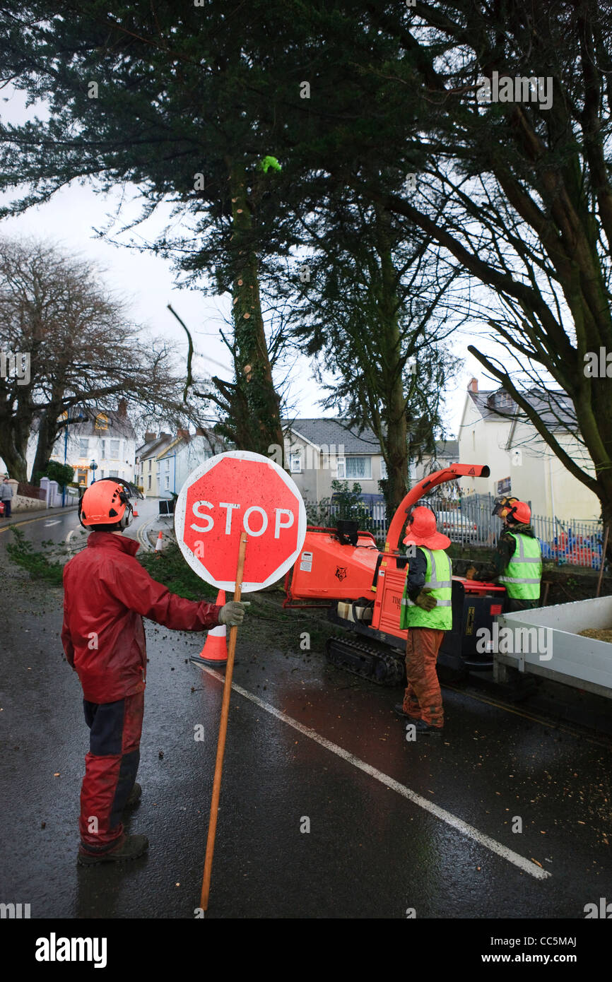 Tree chirurgo abbattimento in Saundersfoot Pembrokeshire Wales Foto Stock