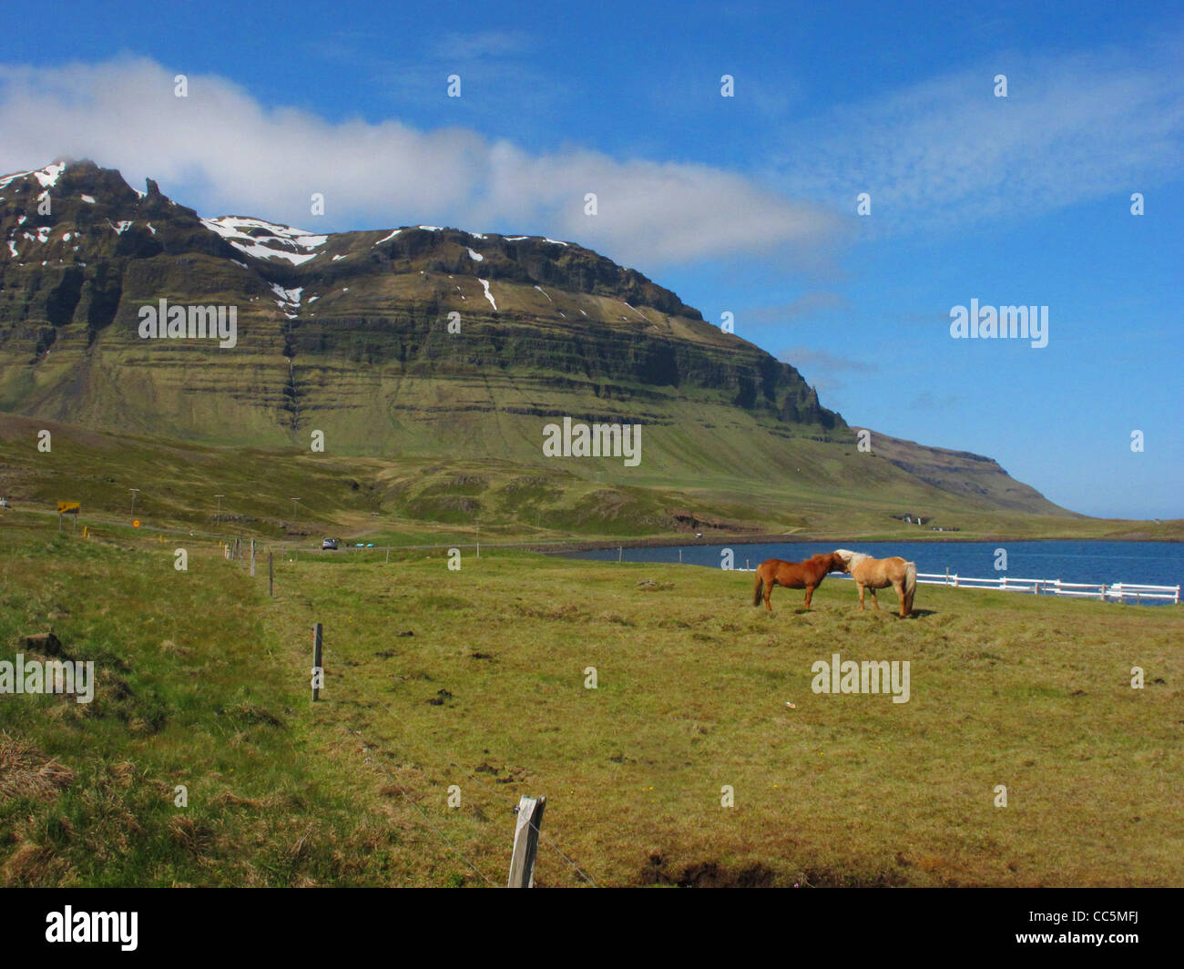 I cavalli. Grundarfjörður, Western Islanda. Foto Stock