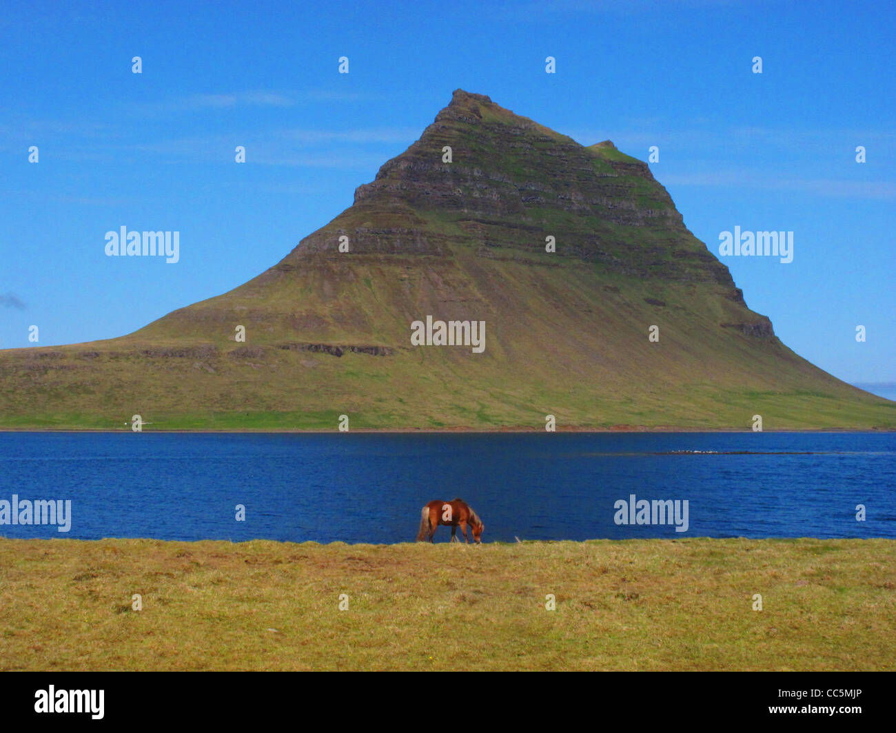 Cavallo. Grundarfjörður, Western Islanda. Foto Stock
