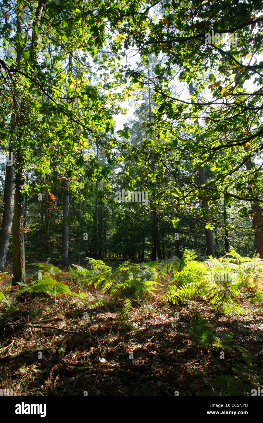 Misti di quercia e bosco di conifere nella Foresta di Dean, Gloucestershire, Inghilterra. Settembre. Foto Stock