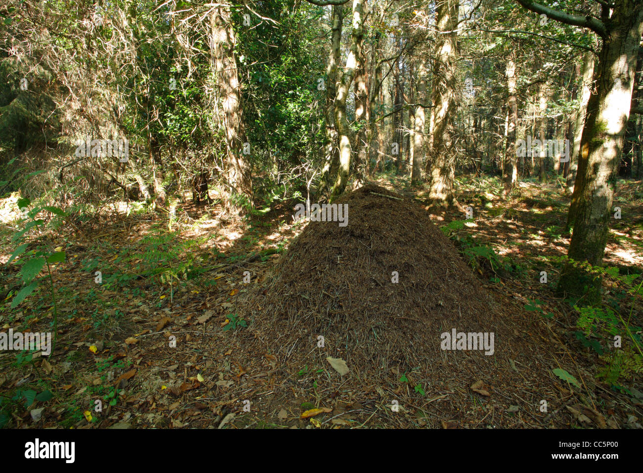 Legno formica (Formica sp.) nido nel bosco di conifere. Nella Foresta di Dean, Gloucestershire, Inghilterra. Settembre. Foto Stock