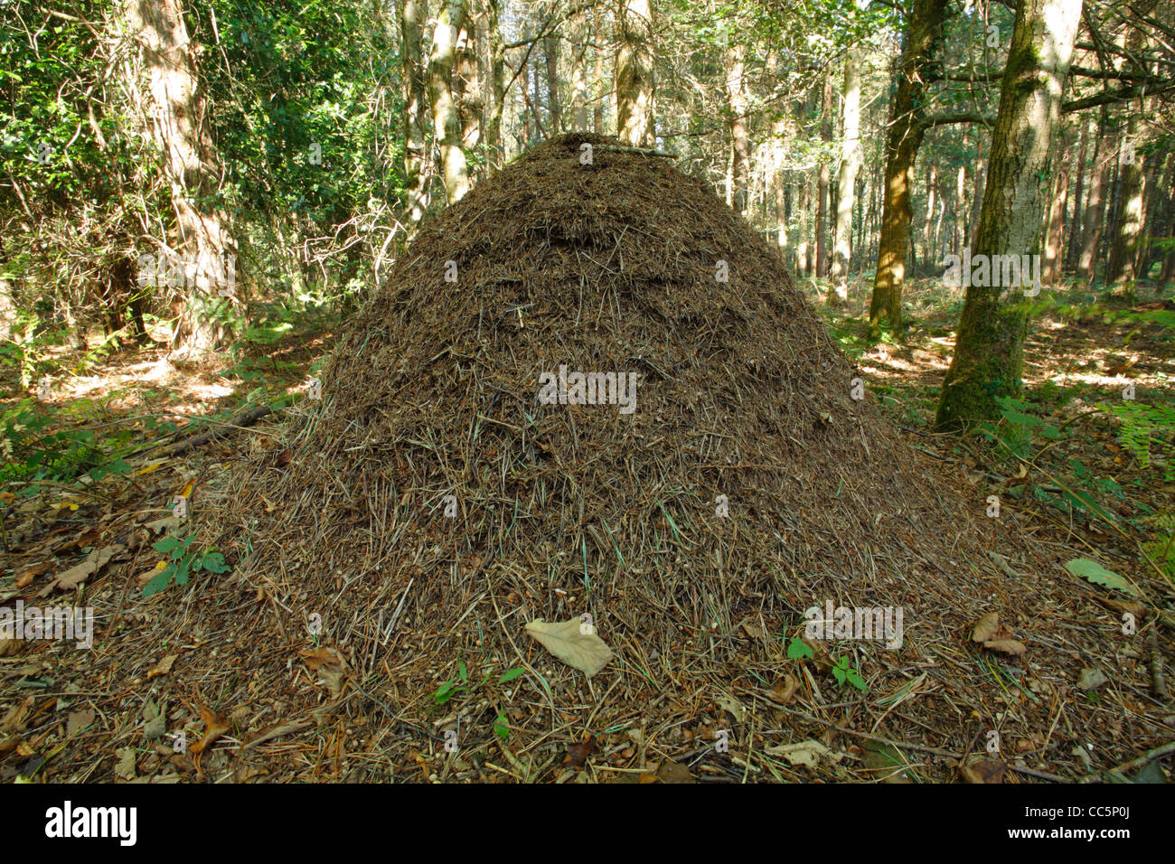 Legno formica (Formica sp.) nido nel bosco di conifere. Nella Foresta di Dean, Gloucestershire, Inghilterra. Settembre. Foto Stock