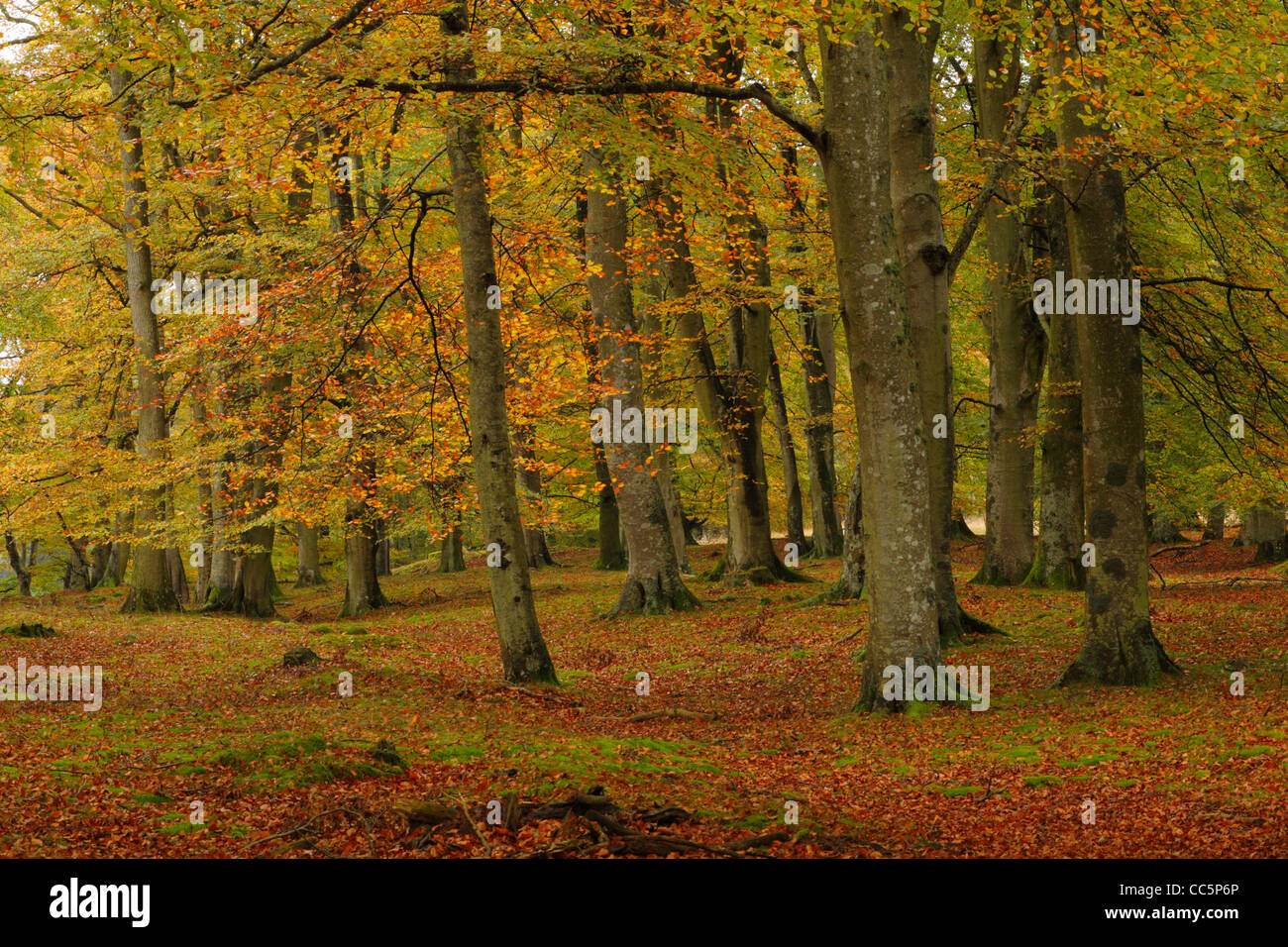 Il faggio (Fagus sylvatica) Bosco in autunno. Vicino Edzell, Angus, Scozia. Ottobre. Foto Stock