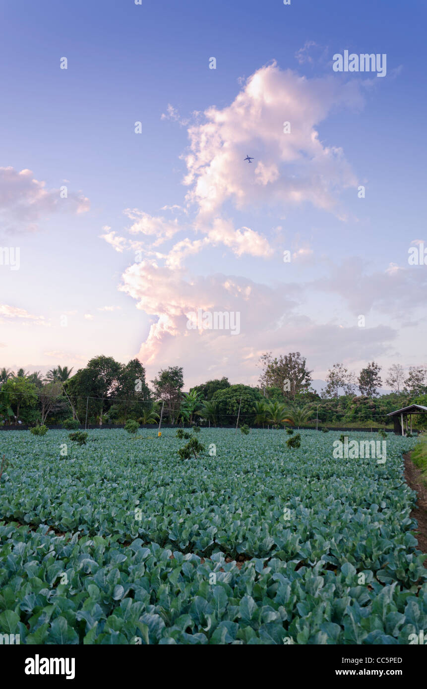 Campo di fattoria con verde bluastro piante di cavolfiore vicino al tramonto con nuvole rosa e jet aereo in fase di decollo in Chiang Mai Thailandia Foto Stock