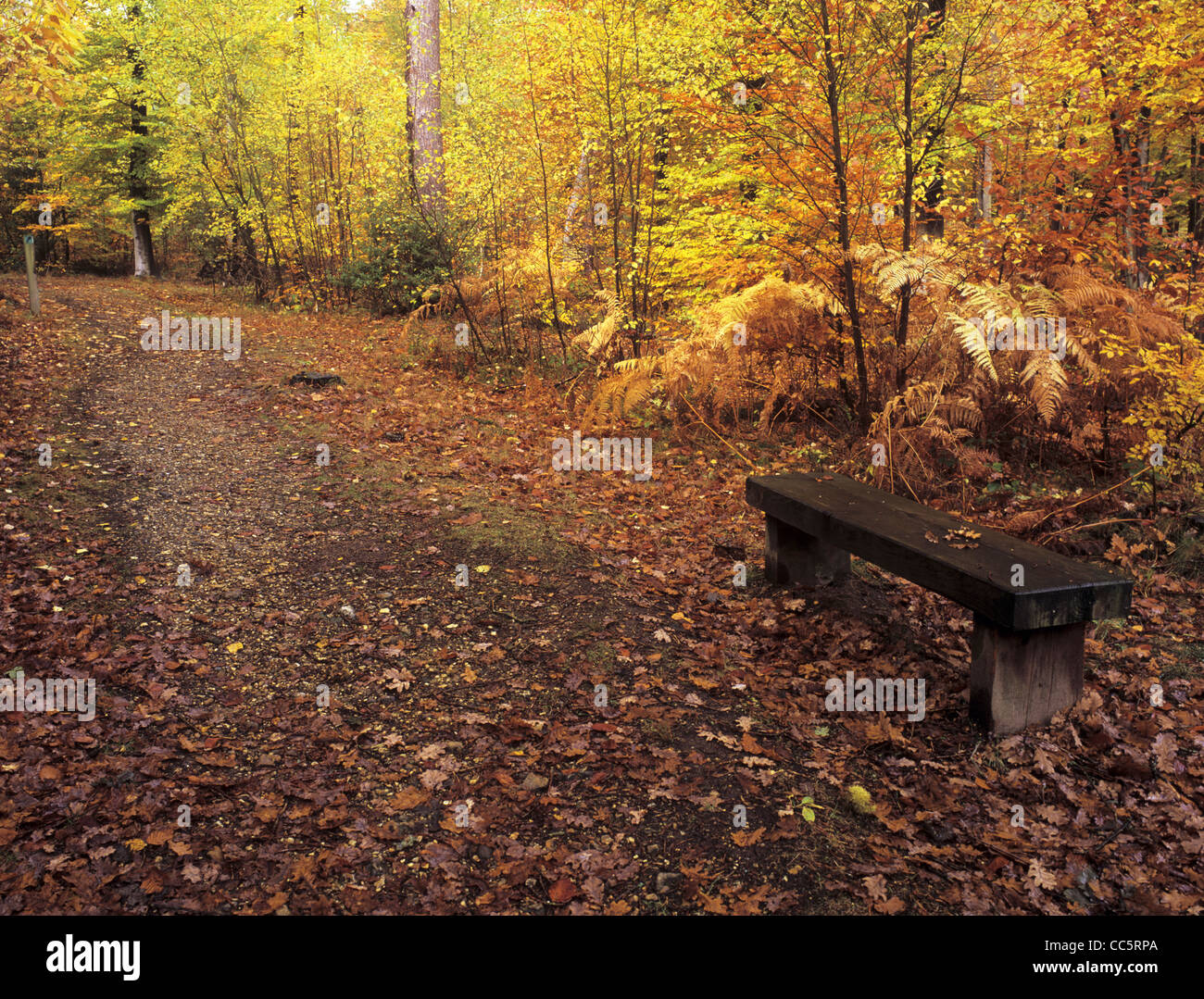 Bentley Hampshire England Regno Unito. Panca in legno sul percorso del bosco in Alice Holt Forest Park in autunno Foto Stock