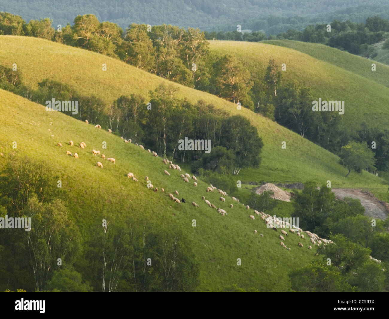 Libera pecore al pascolo sulle colline, Fengning Bashang prateria, Chengde, Hebei , Cina Foto Stock