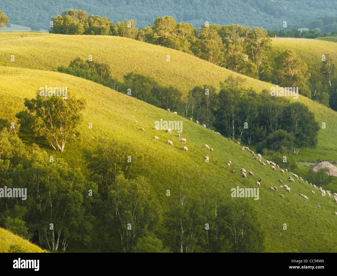 Libera pecore al pascolo sulle colline, Fengning Bashang prateria, Chengde, Hebei , Cina Foto Stock