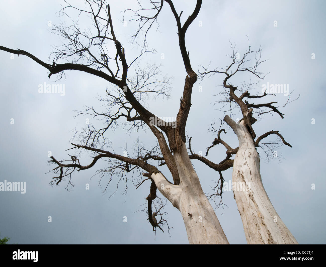 Basso angolo vista di alberi morti, Hexigten Global Geopark, Chifeng, Mongolia Interna, Cina Foto Stock