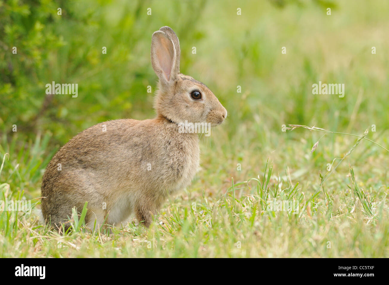 Coniglio oryctolagus cuniculus fotografato in Tasmania, Australia Foto Stock