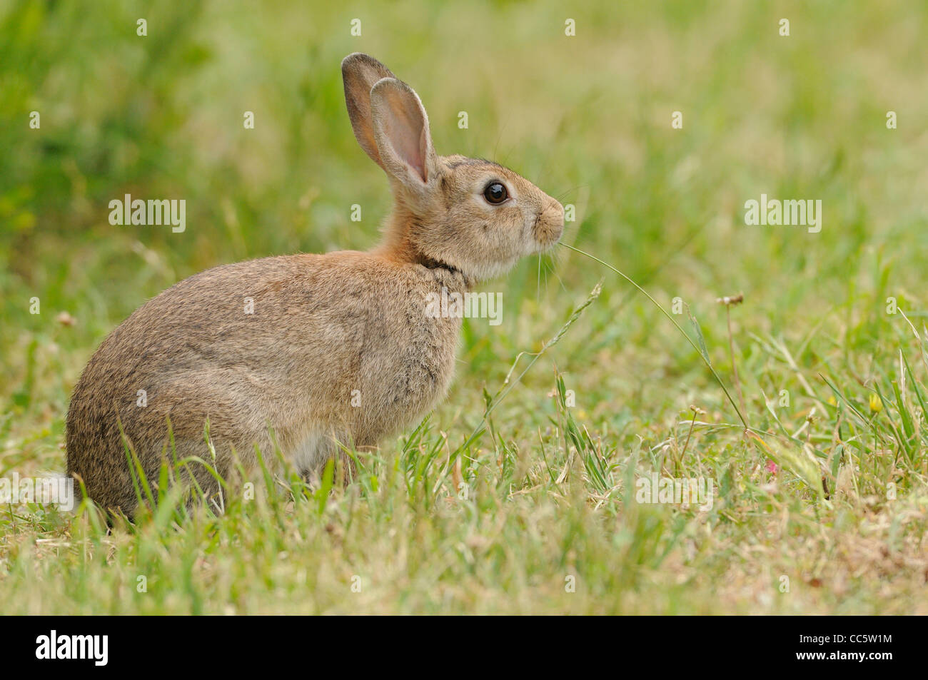 Coniglio oryctolagus cuniculus fotografato in Tasmania, Australia Foto Stock