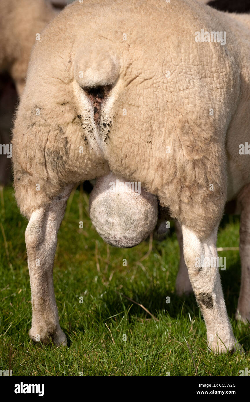 Estremità posteriore del ram, mostrando ancorata la coda e scroto. Foto Stock