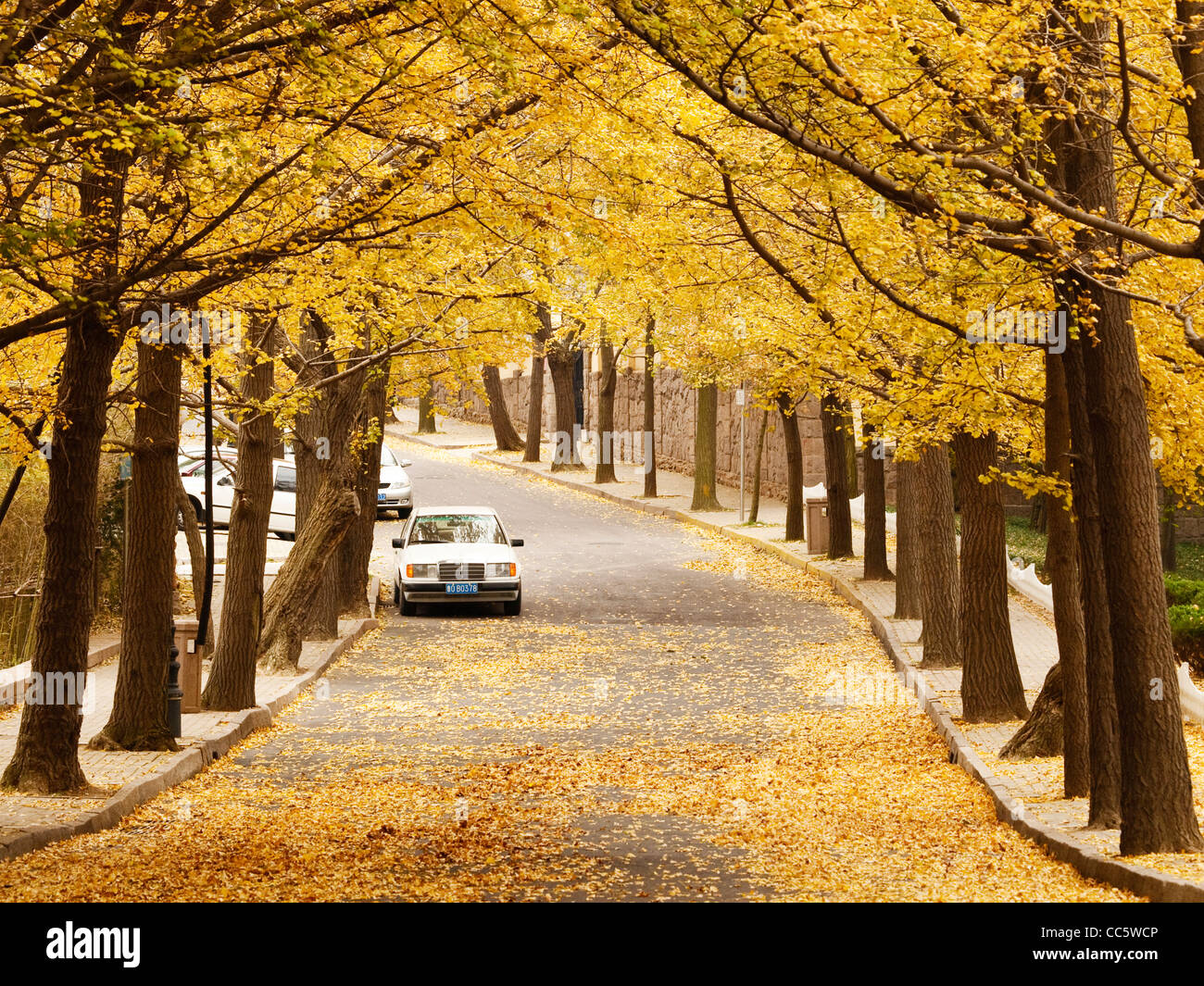 Avenue in autunno, Qingdao, Shandong, Cina Foto Stock