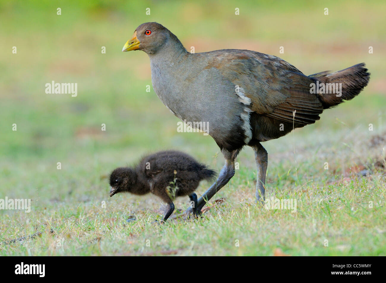 Nativo della Tasmania Hen Gallinula mortierii adulto con pulcino fotografato in Tasmania, Australia Foto Stock