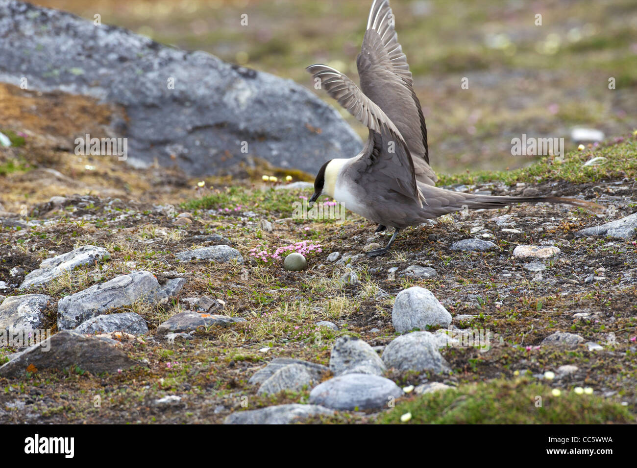 Long-tailed skua, Stercorarius Longicaudus, incubare l'uovo sul nido, Camp Mansfield, Blomstrandhalvoya Spitzbergen Svalbard Foto Stock