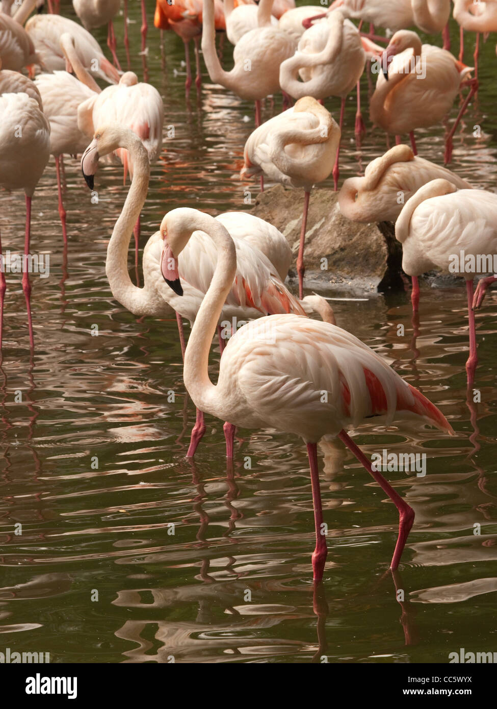 Fenicotteri rosa, Wild Animal Zoo, Shenzhen, Guangdong , Cina Foto Stock