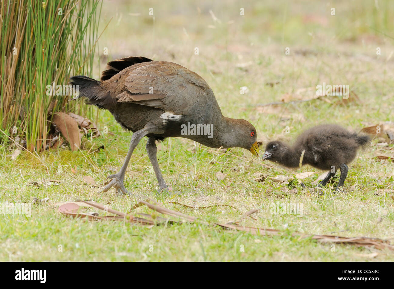 Nativo della Tasmania Hen Gallinula mortierii adulto Alimentazione Chick fotografato in Tasmania, Australia Foto Stock